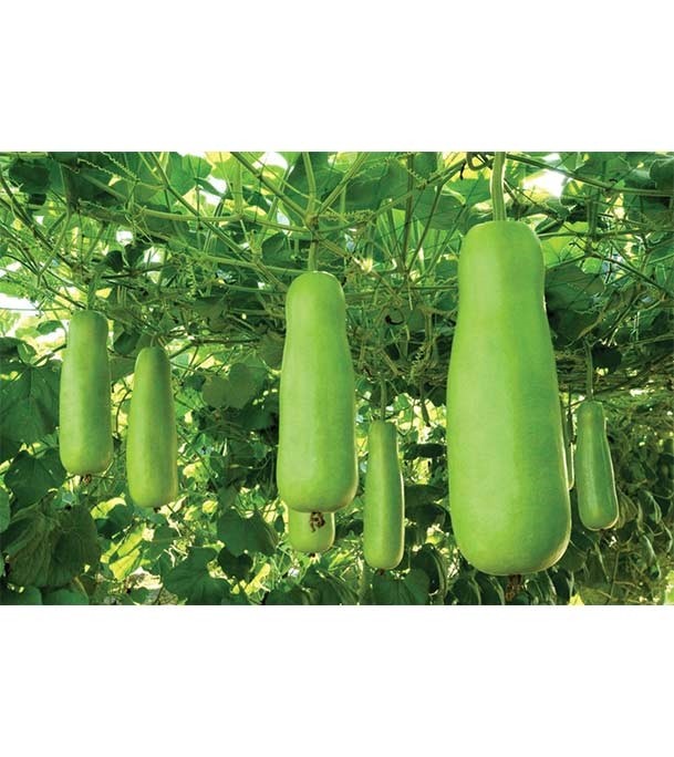 Bottle Gourd (লাউ) Per Piece