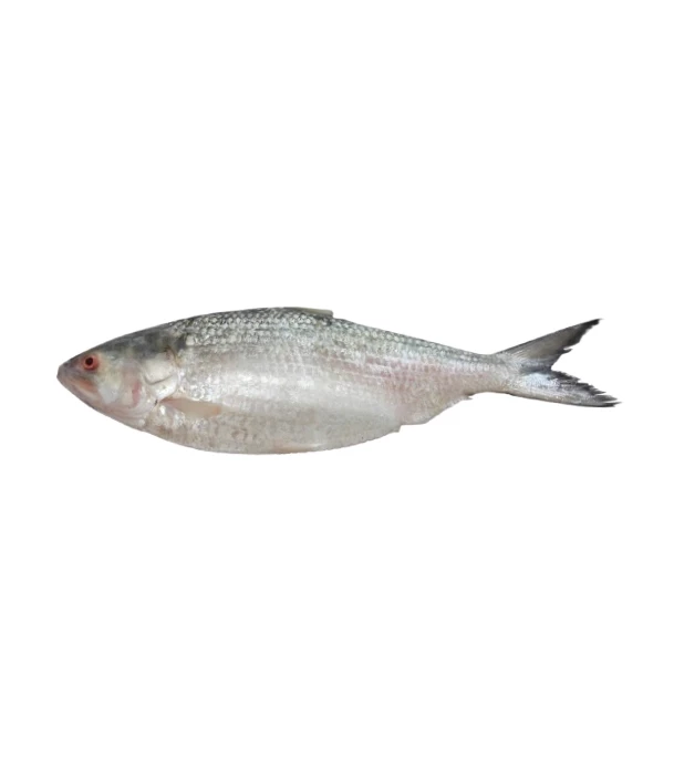 Hilsha Fish (ইলিশ) 500gm Plus