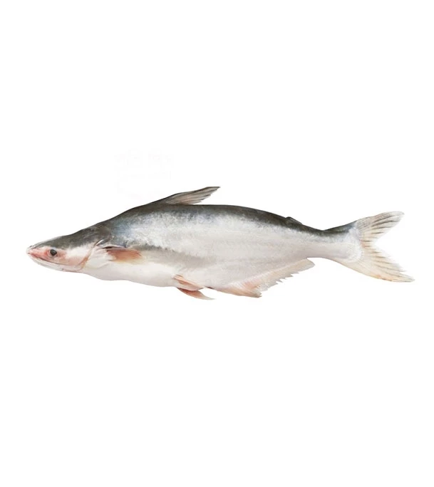 Pangasius Fish (পাঙ্গাশ মাছ )