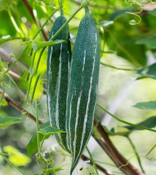 Snake Gourd (চিচিঙা) 1KG